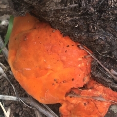 Trametes coccinea (Scarlet Bracket) at Dryandra St Woodland - 6 Apr 2021 by Ned_Johnston