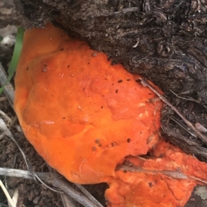 Trametes coccinea at O'Connor, ACT - 6 Apr 2021 10:39 AM