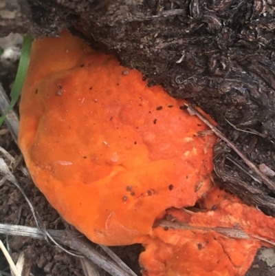 Trametes coccinea (Scarlet Bracket) at O'Connor, ACT - 6 Apr 2021 by Ned_Johnston