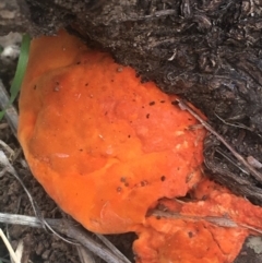Pycnoporus coccineus (Scarlet Bracket) at O'Connor, ACT - 6 Apr 2021 by Ned_Johnston