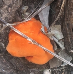 Trametes coccinea at O'Connor, ACT - 6 Apr 2021 10:39 AM