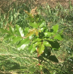 Berberis aquifolium at O'Connor, ACT - 6 Apr 2021