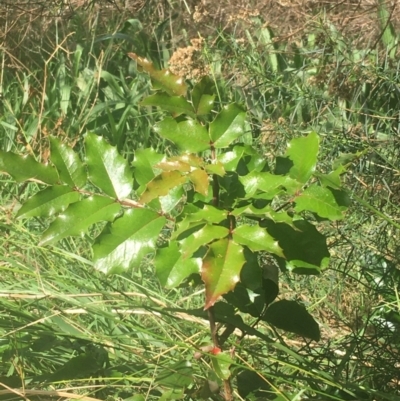 Berberis aquifolium (Oregon Grape) at Dryandra St Woodland - 6 Apr 2021 by Ned_Johnston