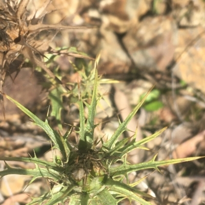 Carthamus lanatus (Saffron Thistle) at Black Mountain - 6 Apr 2021 by Ned_Johnston