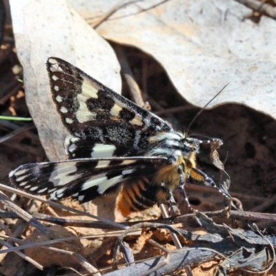 Apina callisto (Pasture Day Moth) at Dryandra St Woodland - 4 Apr 2021 by ConBoekel