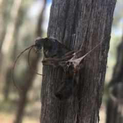 Myrmecia sp. (genus) (Bull ant or Jack Jumper) at Downer, ACT - 6 Apr 2021 by Ned_Johnston