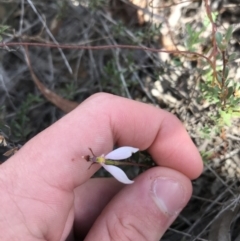 Eriochilus cucullatus (Parson's Bands) at Dryandra St Woodland - 6 Apr 2021 by Tapirlord