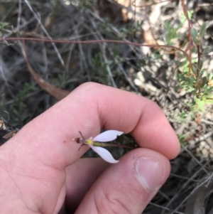 Eriochilus cucullatus at O'Connor, ACT - suppressed