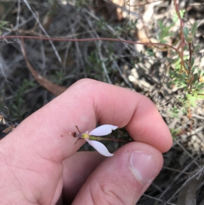 Eriochilus cucullatus (Parson's Bands) at O'Connor, ACT - 6 Apr 2021 by Tapirlord
