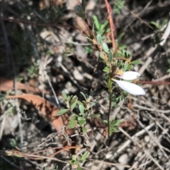 Eriochilus cucullatus at O'Connor, ACT - suppressed