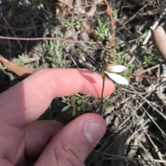 Eriochilus cucullatus at O'Connor, ACT - 6 Apr 2021