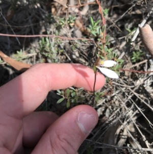 Eriochilus cucullatus at O'Connor, ACT - suppressed