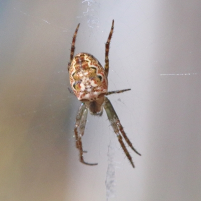 Plebs eburnus (Eastern bush orb-weaver) at Dryandra St Woodland - 4 Apr 2021 by ConBoekel