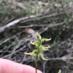 Corunastylis cornuta (Horned Midge Orchid) at O'Connor, ACT - 6 Apr 2021 by Tapirlord