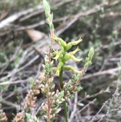 Corunastylis cornuta at O'Connor, ACT - suppressed