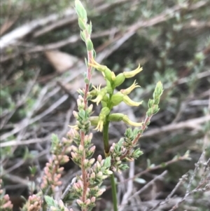 Corunastylis cornuta at O'Connor, ACT - suppressed