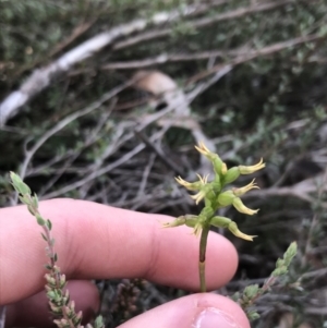 Corunastylis cornuta at O'Connor, ACT - suppressed