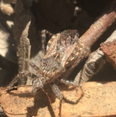 Coranus sp. (genus) (Assassin bug) at Black Mountain - 6 Apr 2021 by Ned_Johnston