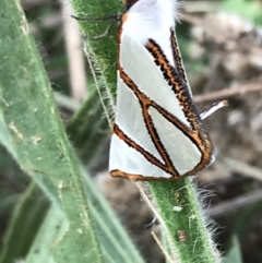 Thalaina clara (Clara's Satin Moth) at Dryandra St Woodland - 6 Apr 2021 by Tapirlord