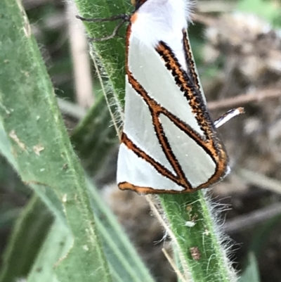 Thalaina clara (Clara's Satin Moth) at Dryandra St Woodland - 6 Apr 2021 by Tapirlord
