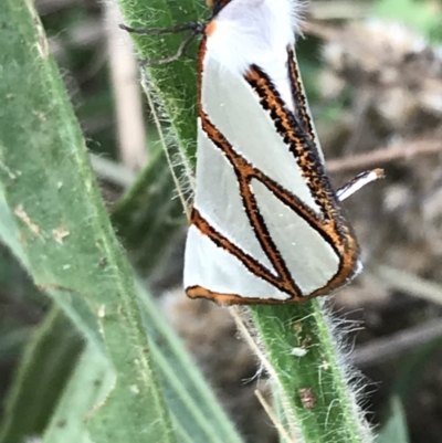 Thalaina clara (Clara's Satin Moth) at O'Connor, ACT - 6 Apr 2021 by Tapirlord