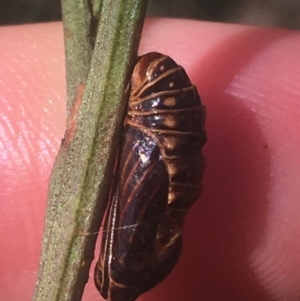 Jalmenus sp. (genus) at O'Connor, ACT - 6 Apr 2021