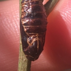 Jalmenus sp. (genus) at O'Connor, ACT - 6 Apr 2021