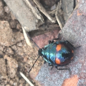 Cermatulus nasalis at Acton, ACT - 6 Apr 2021