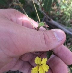 Goodenia hederacea subsp. hederacea (Ivy Goodenia, Forest Goodenia) at Acton, ACT - 6 Apr 2021 by Tapirlord