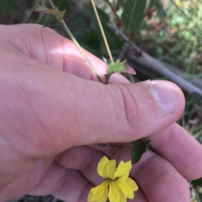 Goodenia hederacea subsp. hederacea (Ivy Goodenia, Forest Goodenia) at Acton, ACT - 6 Apr 2021 by Tapirlord