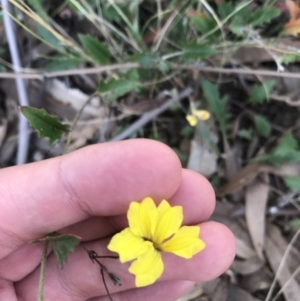 Goodenia hederacea subsp. hederacea at Acton, ACT - 6 Apr 2021