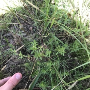 Centipeda cunninghamii at Acton, ACT - 6 Apr 2021