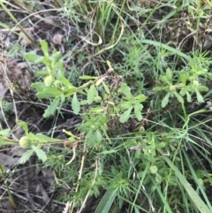 Centipeda cunninghamii at Acton, ACT - 6 Apr 2021