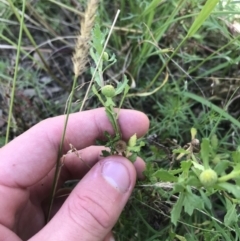 Centipeda cunninghamii at Acton, ACT - 6 Apr 2021