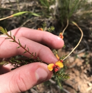 Dillwynia phylicoides at Acton, ACT - 6 Apr 2021
