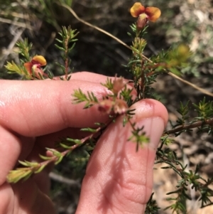 Dillwynia phylicoides at Acton, ACT - 6 Apr 2021 11:16 AM