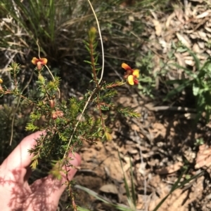 Dillwynia phylicoides at Acton, ACT - 6 Apr 2021