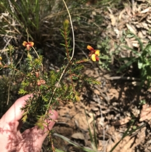 Dillwynia phylicoides at Acton, ACT - 6 Apr 2021 11:16 AM