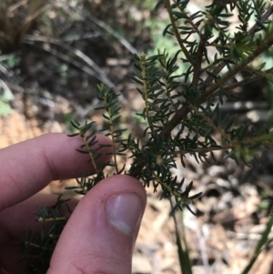 Dillwynia phylicoides at Acton, ACT - 6 Apr 2021 11:16 AM