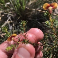 Dillwynia phylicoides at Acton, ACT - 6 Apr 2021