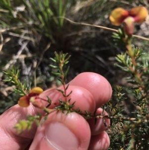 Dillwynia phylicoides at Acton, ACT - 6 Apr 2021 11:16 AM