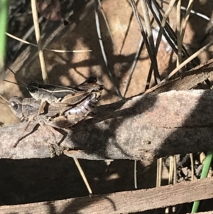 Phaulacridium vittatum at Acton, ACT - 6 Apr 2021 11:21 AM