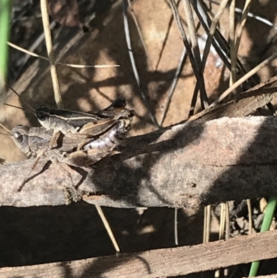 Phaulacridium vittatum (Wingless Grasshopper) at Black Mountain - 6 Apr 2021 by Tapirlord