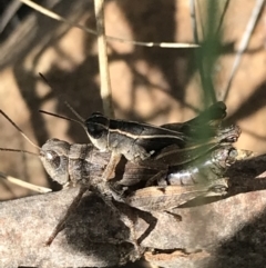 Phaulacridium vittatum at Acton, ACT - 6 Apr 2021