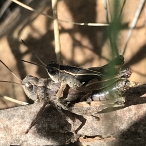 Phaulacridium vittatum at Acton, ACT - 6 Apr 2021 11:21 AM