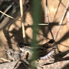 Phaulacridium vittatum at Acton, ACT - 6 Apr 2021