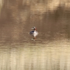 Tachybaptus novaehollandiae (Australasian Grebe) at Symonston, ACT - 6 Apr 2021 by RodDeb