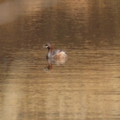 Tachybaptus novaehollandiae at Symonston, ACT - 6 Apr 2021