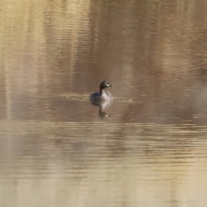 Tachybaptus novaehollandiae at Symonston, ACT - 6 Apr 2021