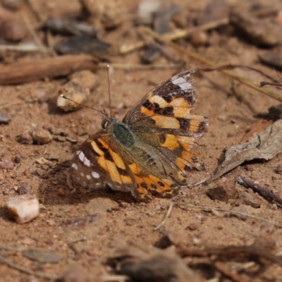 Vanessa kershawi (Australian Painted Lady) at Symonston, ACT - 6 Apr 2021 by RodDeb